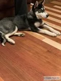 Husky