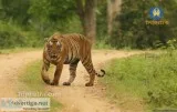 Book your Holiday Trip Bandhipur Safari Beauty in India-Tripnetr