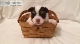 Rare AKC Chocolate Parti Puppies