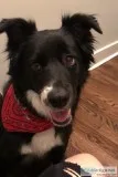 LOST DOG REWARD