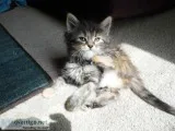 Maine Coon Kittens