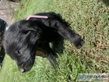 AKC Lab Puppies