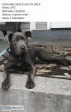 Female Cane Corso