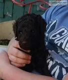 Labradoodles Family Raised Free Hugs