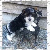 Playful AKC Male Parti Yorkshire Terrier