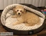 Beautiful Toy Poodle