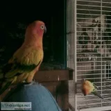 Two adorable Sun Conure and cage