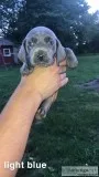 Weimaraner Puppies