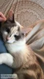 Free Cat