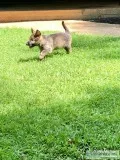 German Sheppard puppy