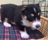 Pembroke Welsh Corgi Puppy