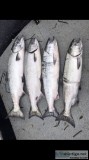 Chinook Salmon Season Is Here