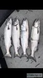 Chinook Salmon Season Is Here