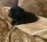 French bulldog puppies just near me
