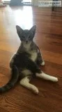3 Kittens for Sale