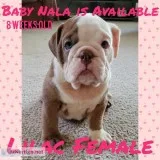 English bulldogs puppies