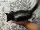 Beautiful boy kitten 