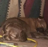 4 long hair chihuahuas