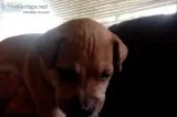 Shar pei pitbull mix (female)