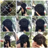 Black Labrador retrievers