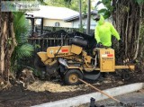 Tree Trimming Tree Removals Landscaping Stump grinding and More