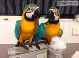 Young and talking macaw parrots for rehoming.