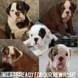 Adorable AKC English Bulldogs