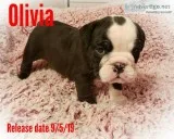 Akc English Bulldog puppies