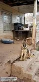Female German Shepard