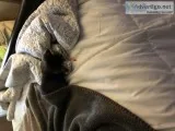 Kitten