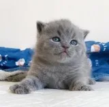 Little Kitty Wishes to Find a New Home.