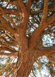 CONSTRUCTION TREE SERVICES