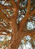 CONSTRUCTION TREE SERVICES