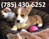 Beautiful Pembroke Welsh Corgi Puppies Wanting Loving Homes.
