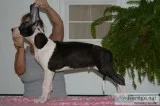 Great dane puppies