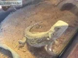 Bearded dragon
