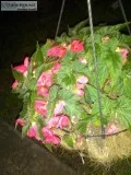 Specialty Flower Garden Design and Care