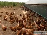 Different types of Poultry Farming in India