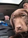 Chocolate lab pup