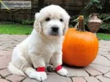 Beautiful Golden Retriever pupppies for sale