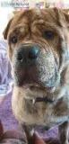 Shar Pei X Bulldog