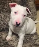 Gorgeous Bull Terrier Puppies Looking For Caring Homes.
