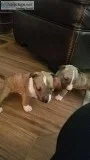 Bull Terrier puppies