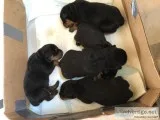 Rottweiler Puppies For Sale