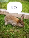 Netherland Dwarf