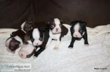  Beautiful Top Quality Boston Terrier Puppies