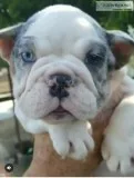 English Bulldog Female Merle