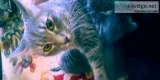 Blue Russians Bermeases 8 wks and 4 months and 1 year moving