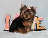 Micro Tiny Teacup Yorkie Puppy Girl (Sadie)