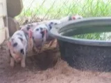 Potbelly Piglets 2 males